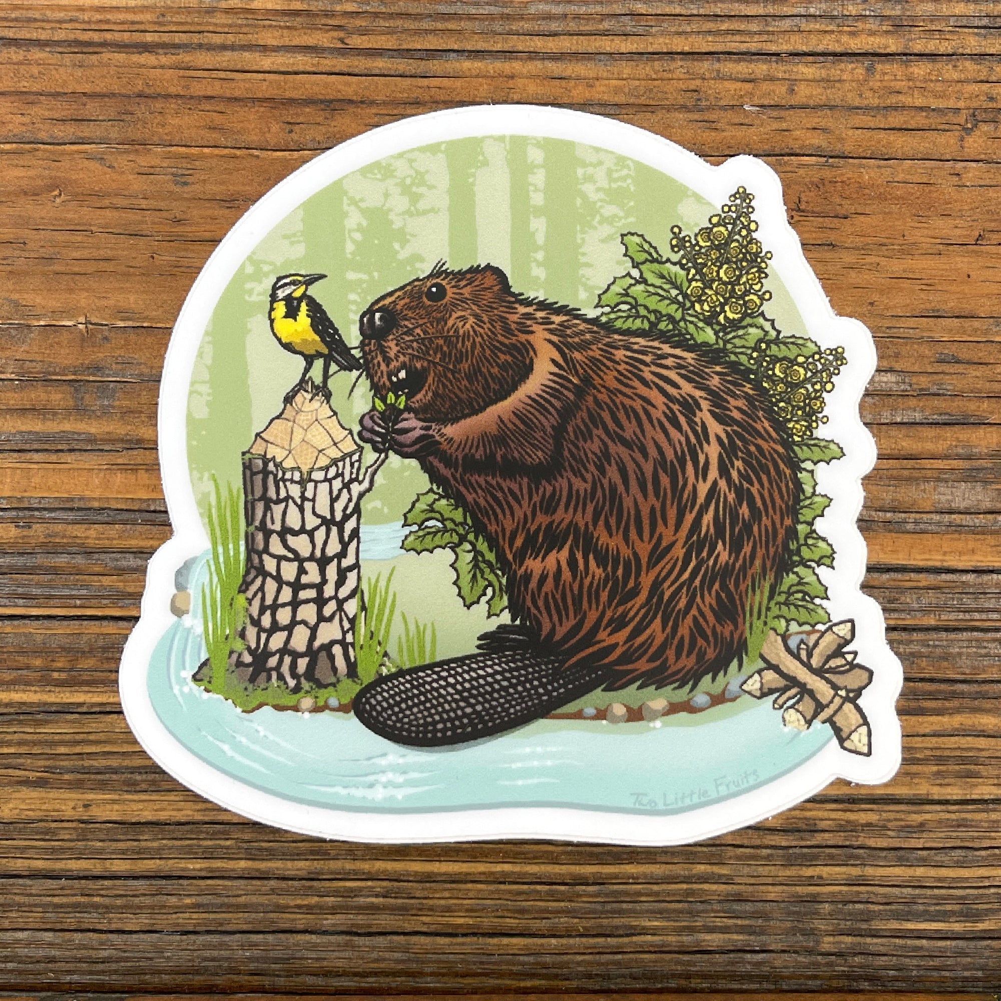 Beaver Illustration Sticker Featuring Oregon Grape & Western Meadowlark - Durable Vinyl Decal - Sticker - Two Little Fruits - Two Little Fruits