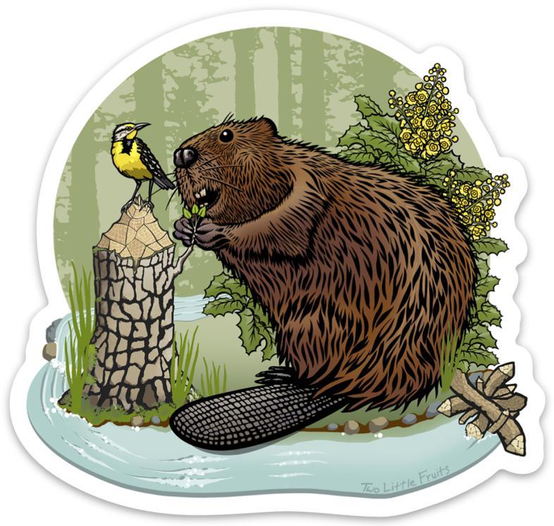 Beaver Illustration Sticker Featuring Oregon Grape & Western Meadowlark - Durable Vinyl Decal